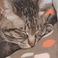 ねこちゃん好き。 会員画像