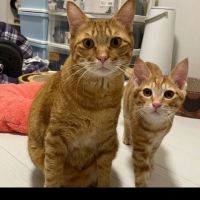 猫パピーパパさん