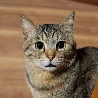 みずにゃんさん