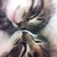 タルト&シフォン