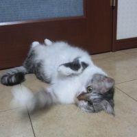 ささまぁ 会員画像