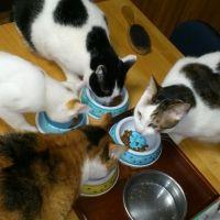 vier katze 会員画像