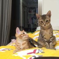 こじこじこ 会員画像