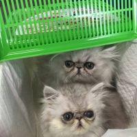 はなちゃんです 会員画像