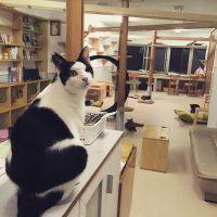 保護猫カフェ・カーロ 会員画像