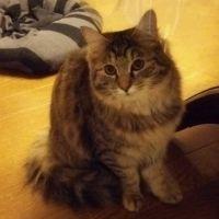 あるごん 会員画像