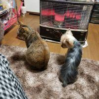 るいにゃ 会員画像