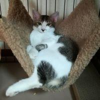 ままどんにゃん 会員画像