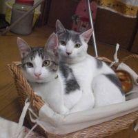 さっちょ 会員画像