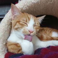 あやちよ 会員画像