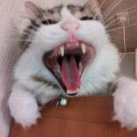 蓮朱 会員画像