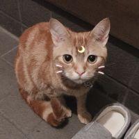 猫兄弟の親 会員画像