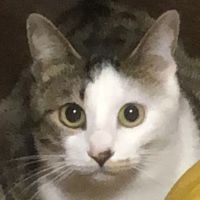 きりしまけい 会員画像