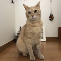 ちはるねね 会員画像
