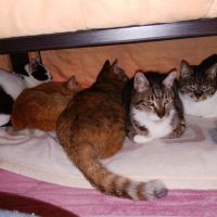 マシアねこ 会員画像