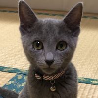 はるのゆめさん