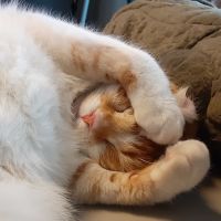 ねこぱ 会員画像