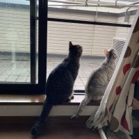 ぽてつ 会員画像
