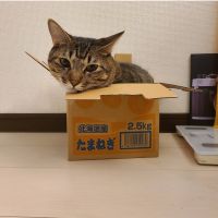 トラスーママ 会員画像