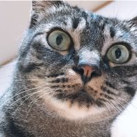 yuzu ねこ 会員画像