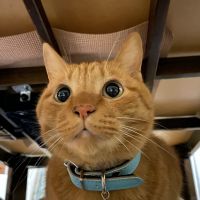 はるとら太郎 会員画像