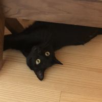 しかこ12さん