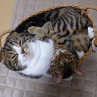 ぷちお 会員画像