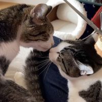 ぐふぉ 会員画像