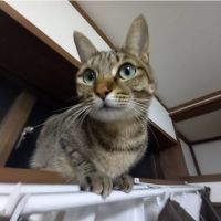 ちゃちまさん