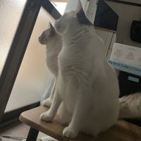 ミュート