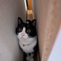 はつものねこさん
