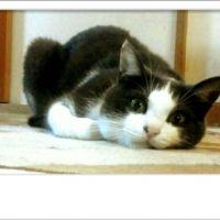 nekoyoshi 会員画像