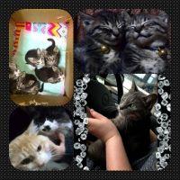 ウヂャ尚宮 会員画像