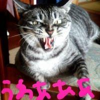 shimada25 会員画像