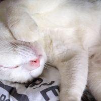 しばっちょ 会員画像