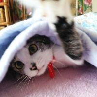 ホッシ 会員画像