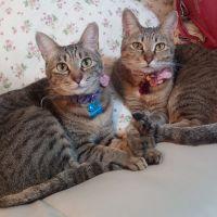 めぐらん 会員画像