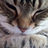 けいにゃんにゃん 会員画像