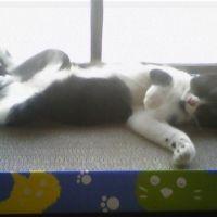 チャップ 会員画像