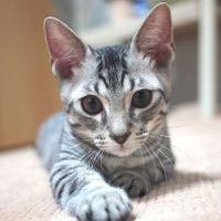 『猫暦』とま。 会員画像