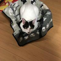 かんなぎ 会員画像