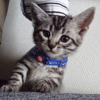 Gochan 会員画像