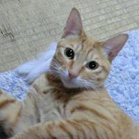 猫好きマーくん 会員画像