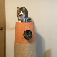 べーべ 会員画像