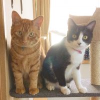 ネコムラおめぐ 会員画像