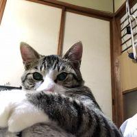 はっしー0511 会員画像