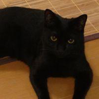 てしそらあのさん