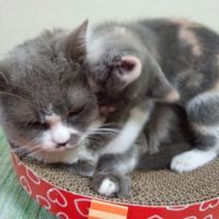 トロキテイ 会員画像