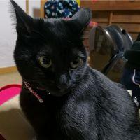 モカチ 会員画像