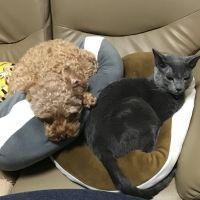 こーこーあー 会員画像